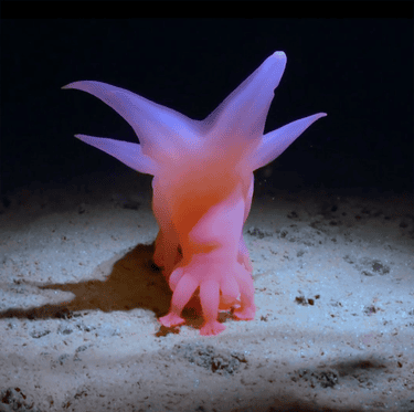 A newly discovered and unknown species has been filmed an underwater robot called Isis and is part of the documentary, How Deep Is Your Love to be shown next month. The creature, nicknamed Barbie Pig, was filmed at a depth of 5,000m in the Pacific