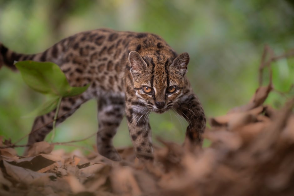 Semana na vida selvagem: um pequeno felino-tigre, ursos no quintal e umaouriça-do-mar rosa fruncida