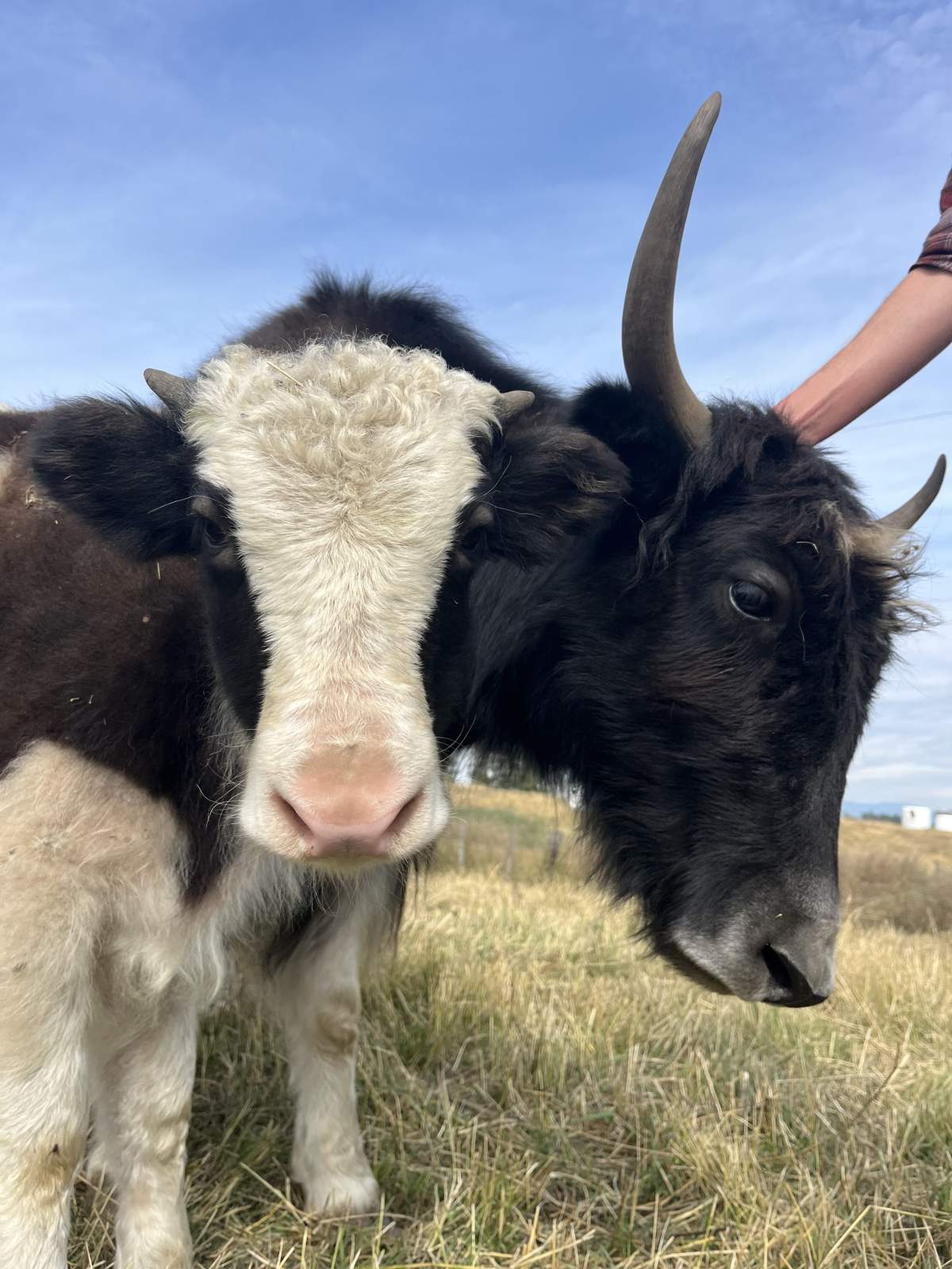 A baby Yak with her mother,