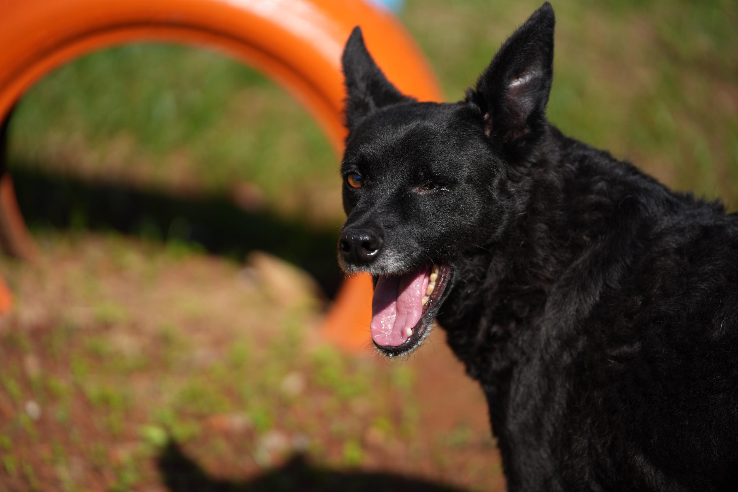 Evento em São Paulo incentiva a adoção responsável de animais