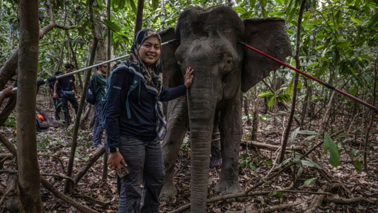 O 'falador de elefantes' da Malásia luta para salvar os gigantes em perigo na Bornéu