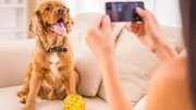 Petiscos para cães: veterinária explica quais opções oferecer e quando dar