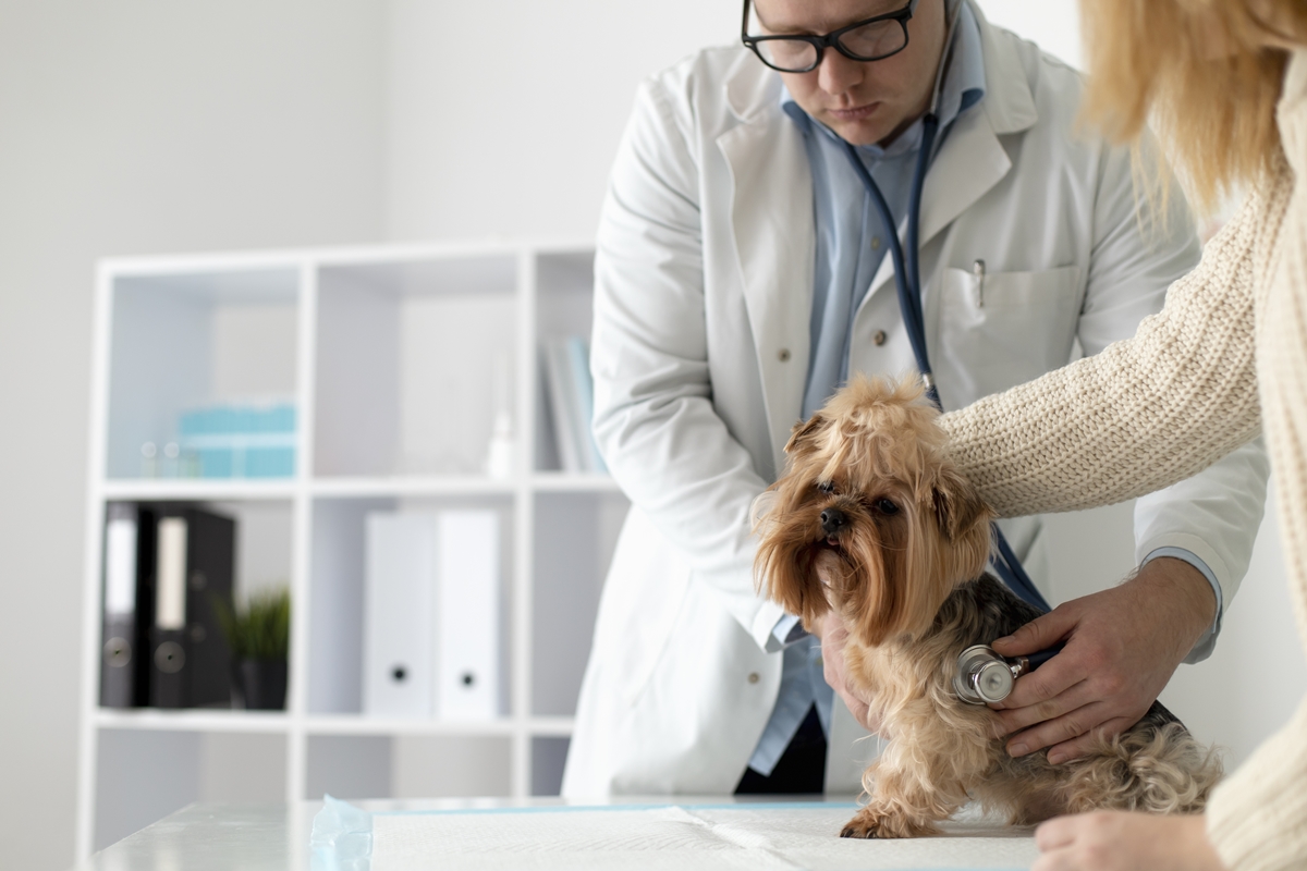 Osso cozido: dar petisco ao pet pode causar infecção grave; entenda riscos