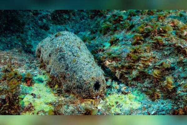 Criatura marinha que parece cocô pode viver mais de 120 anos, afirma estudo