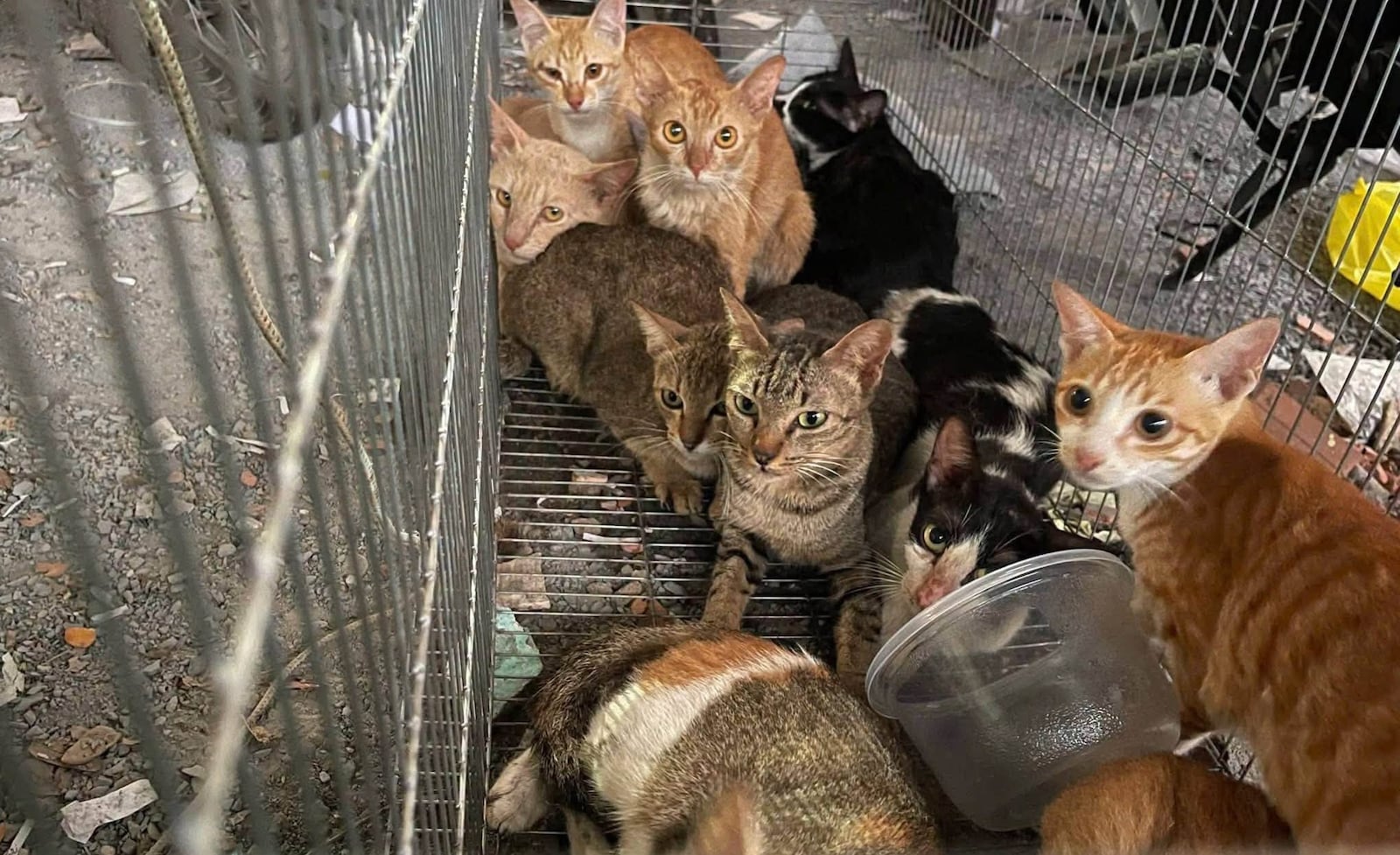 Pelo menos 13 gatos resgatados já foram devolvidos aos seus tutores Reprodução/Facebook/savepetapp