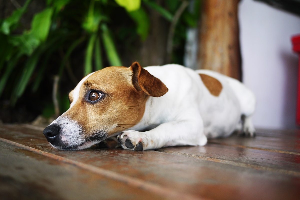 Osso cozido: dar petisco ao pet pode causar infecção grave; entenda riscos