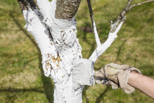 Imagem da matéria: Eu podei meu pomar logo após a última maçã ser colhida, apenas para estar tranquilo: na primavera, compreendi o que os cortes deixaram entrar