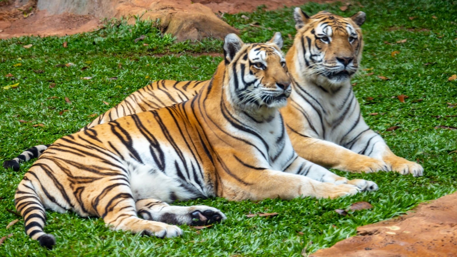 Foto: Zoo SP Feed TV