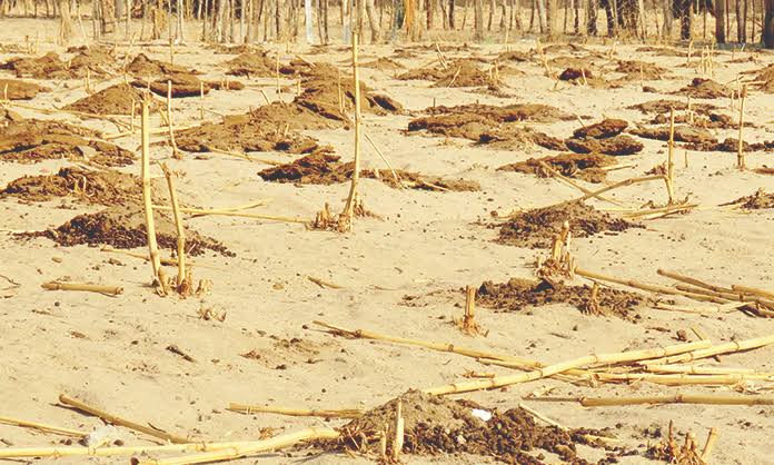 Agricultores buscam vendas supervisionadas de gado em meio à FMD