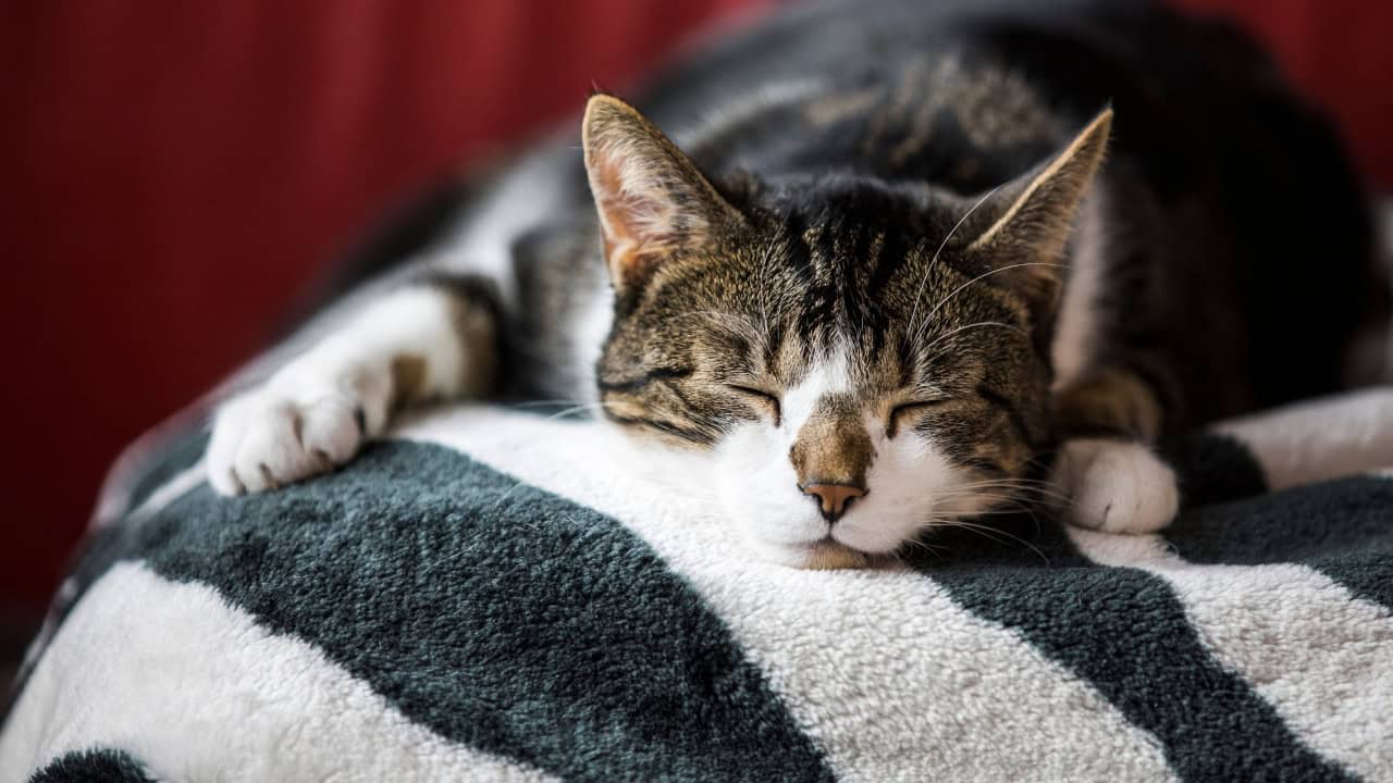 Países com mais gatos têm pessoas mais felizes, revela pesquisa