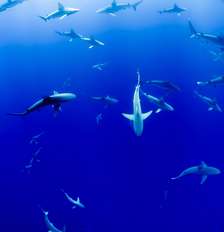 Tubarões atacam sobreviventes de barco que virou no México; 11 pessoas estão desaparecidas Foto: Imagem ilustrativa/ Foto de Jakob Owens na Unsplash