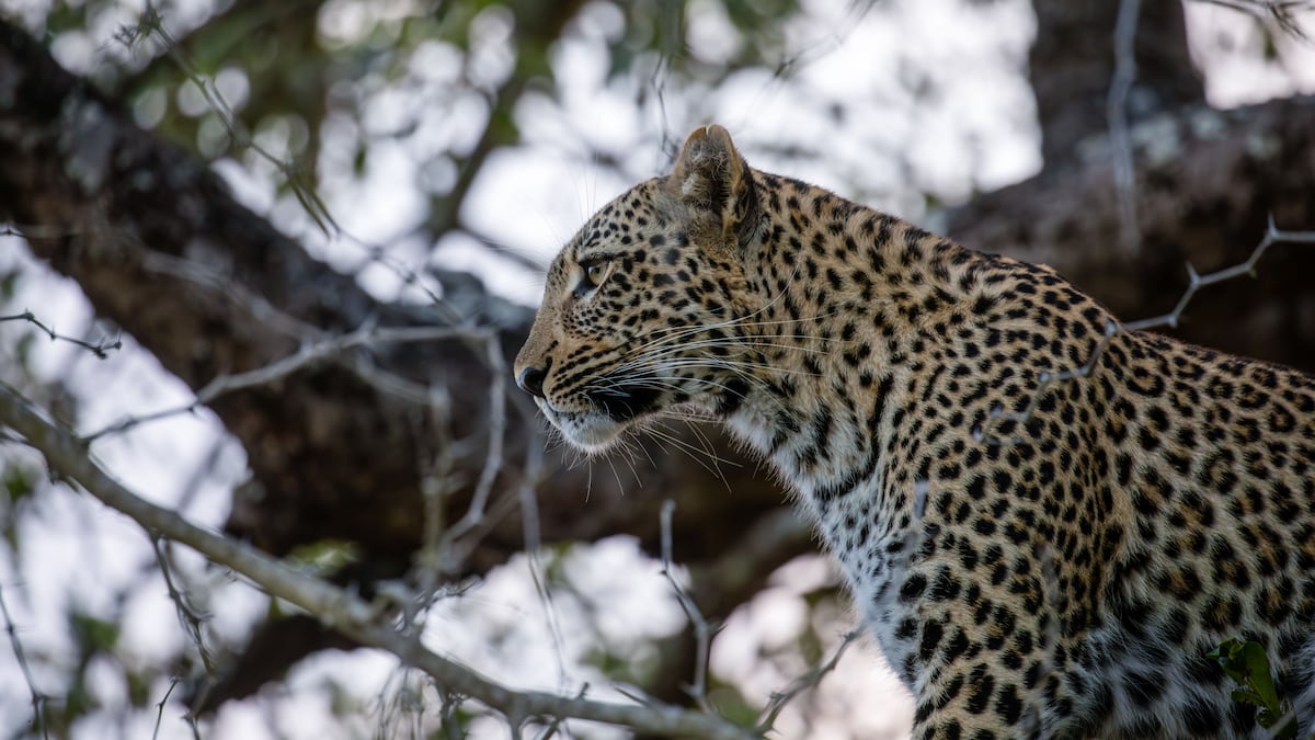 Dutch zookeeper dies after leopard attacked her in the animal's enclosure