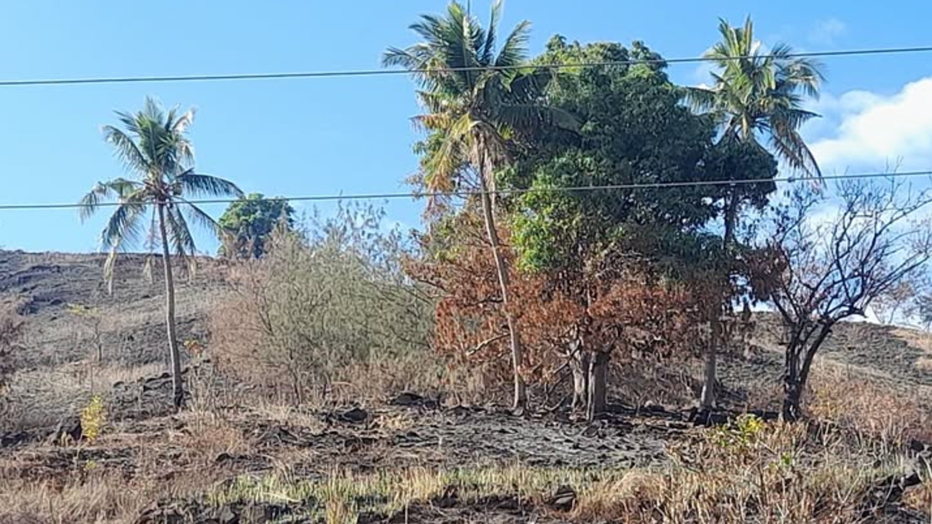 Vegetable supply could be affected if dry spell continues – Amin